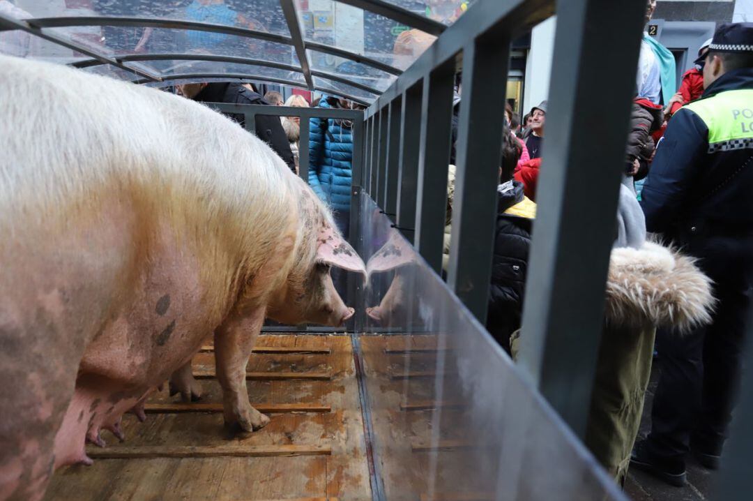 La cerda Emilia de Apellaniz, protagonista de la rifa de San Antón en Vitoria