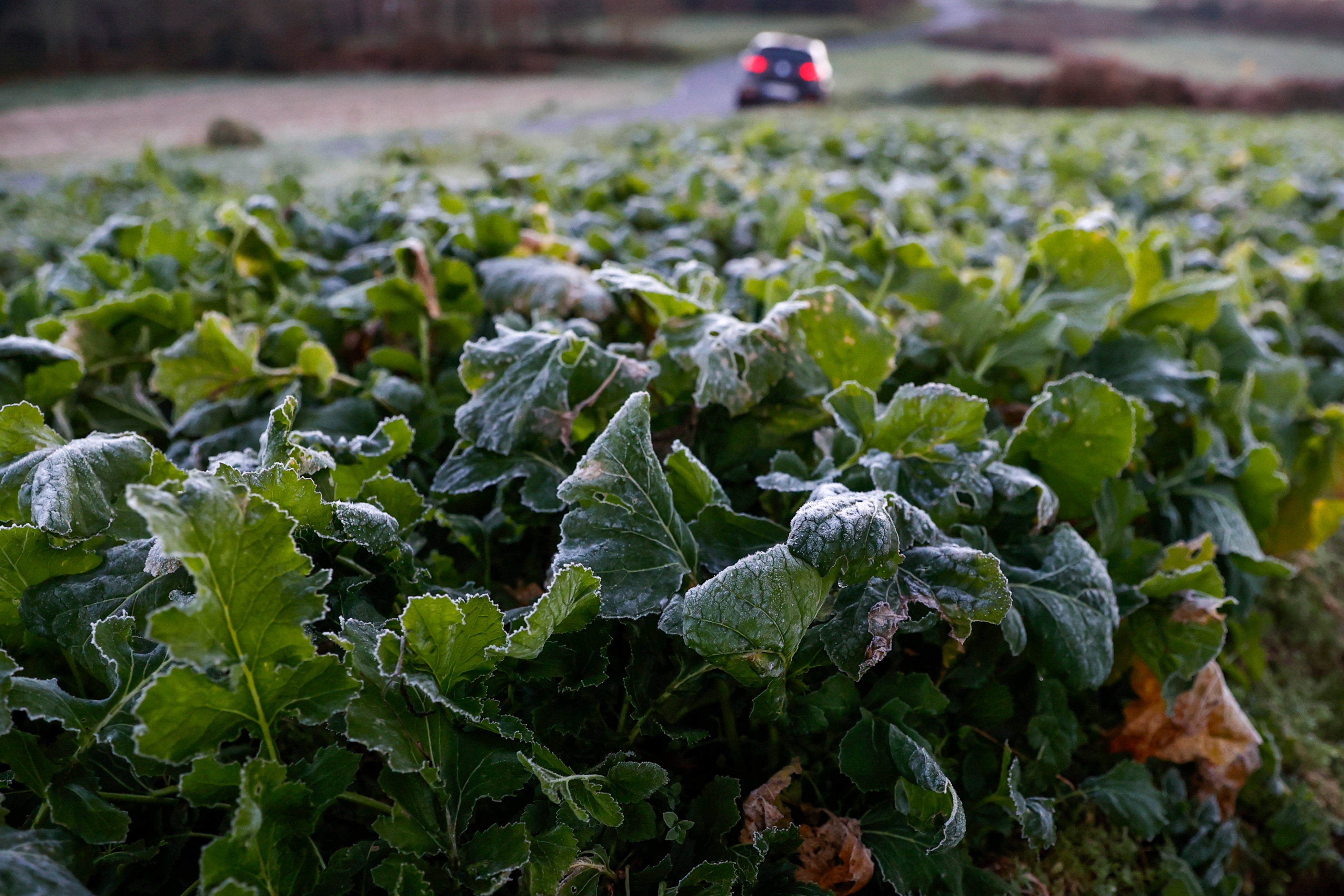 MONFERO, 17/1/25.- Grelos y nabizas en un campo de Monfero, donde el cultivo de estas hojas tiernas y comestibles nacidas de la planta del nabo está muy popularizado (foto: Cabalar / EFE)