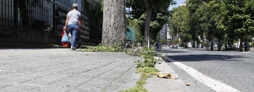 Hierbas en las aceras de A Coruña