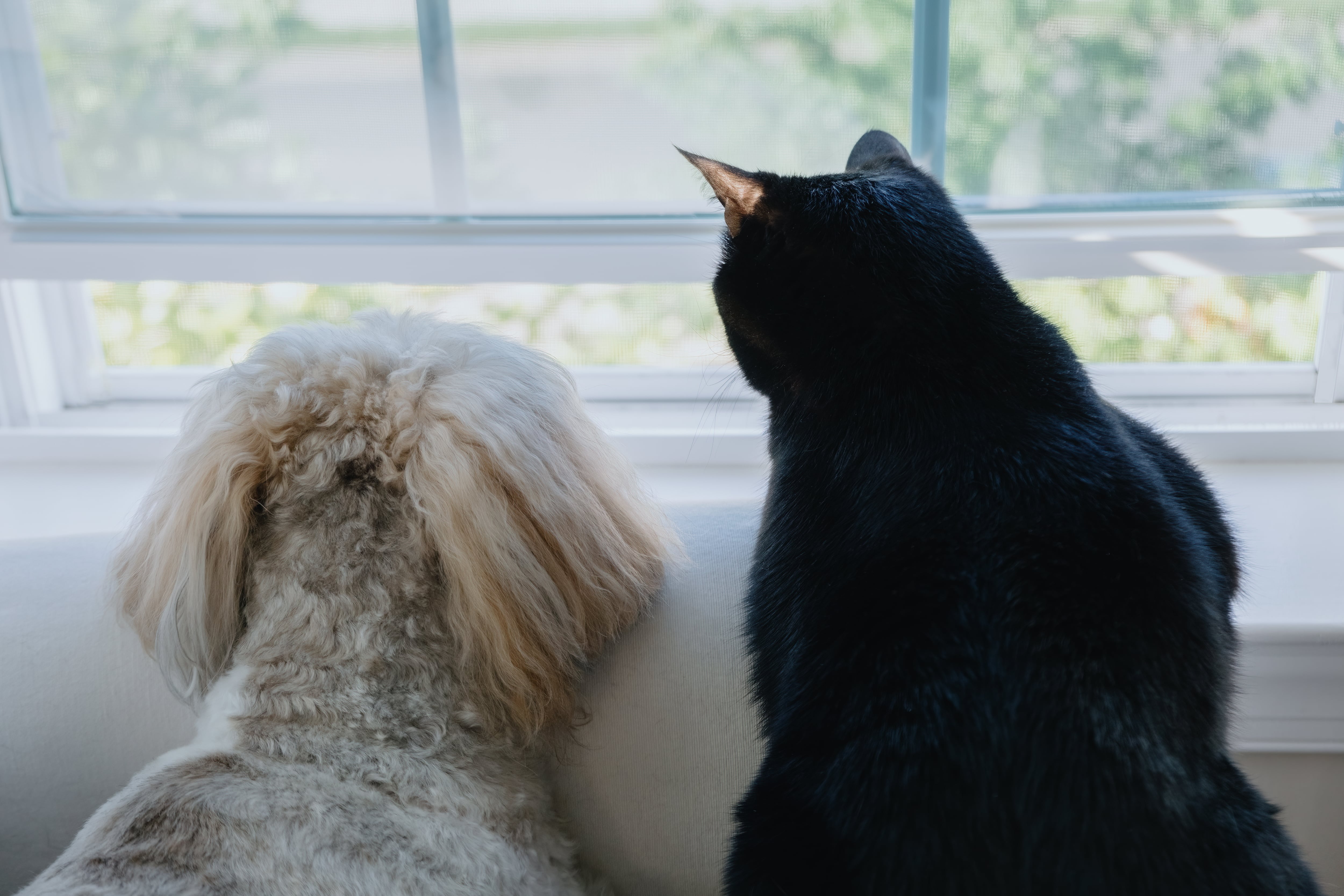 Perro y gato en la ventana