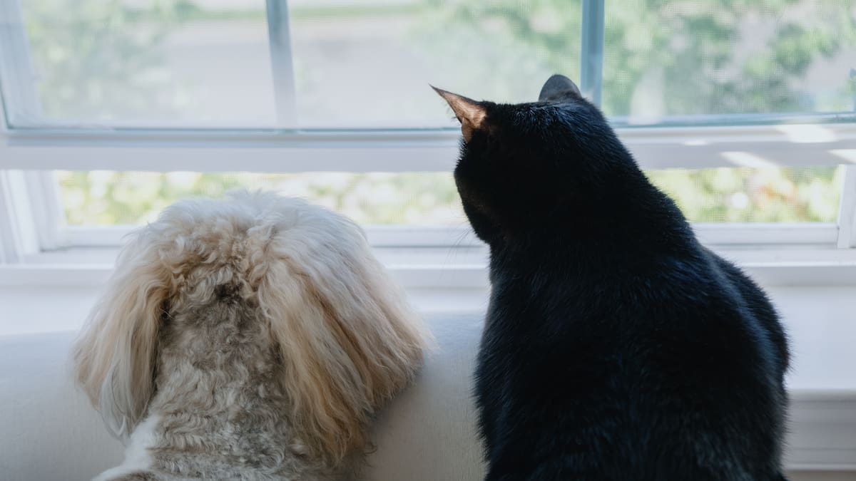 Así es como tu mascota entiende tan rápido que estás a nada de volver a casa