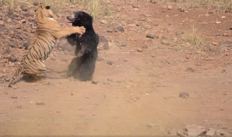 Un tigre y un oso se pelean en una salvaje pelea