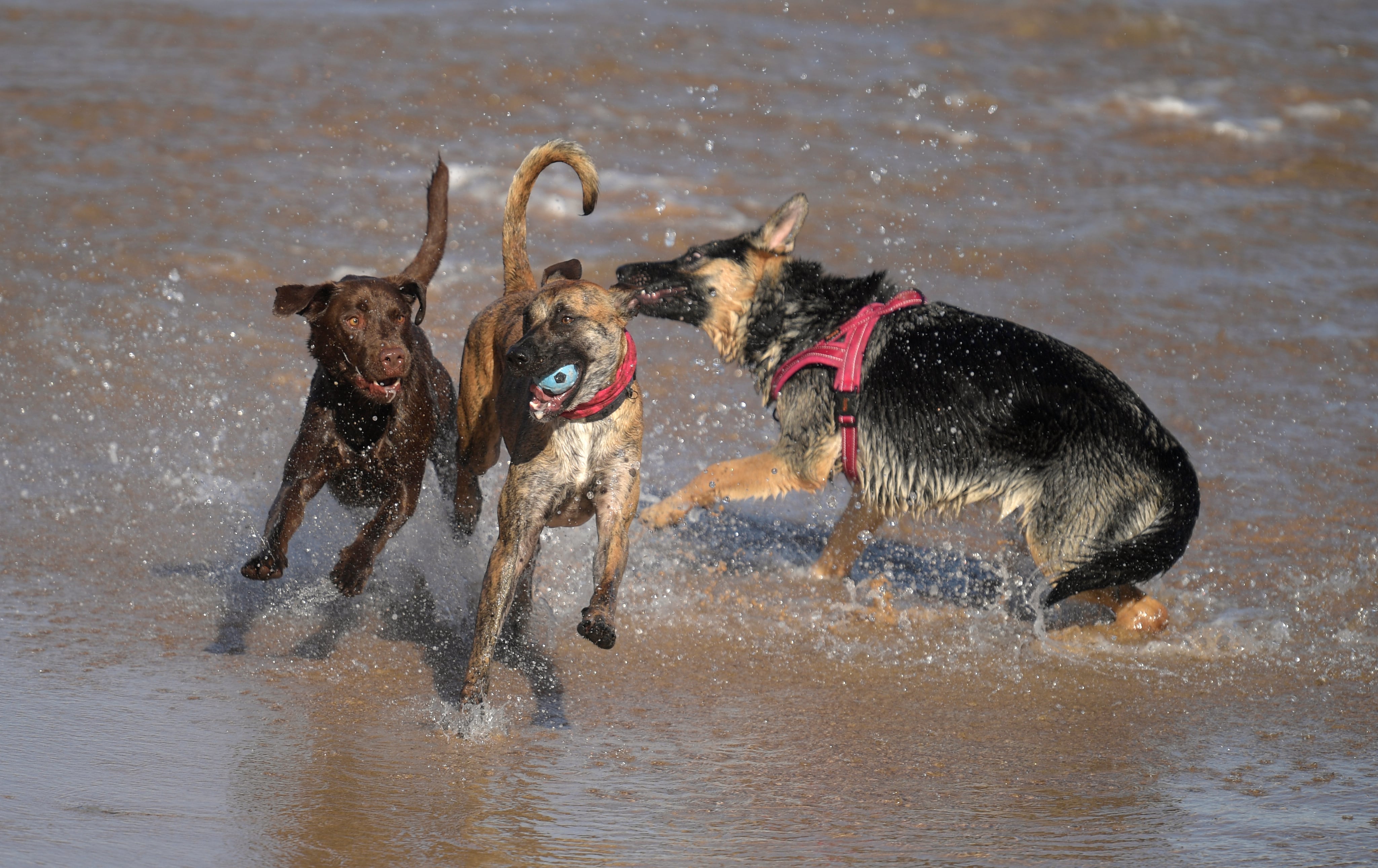 Imagen de archivo de perros en una playa para mascotas