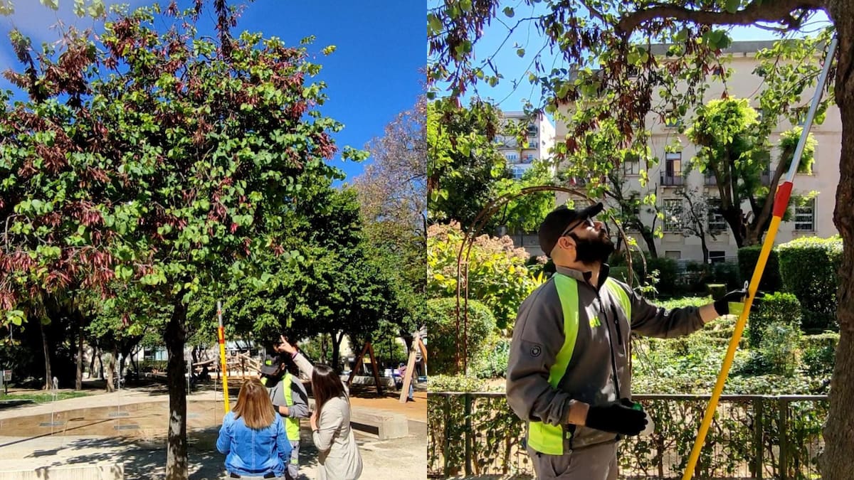 Las concejalas de Medio Ambiente y; Parques y Jardines, Susana Gomar, han explicado las principales actuaciones que se están realizando en Xàtiva