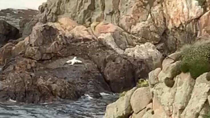 Hablamos con Antía Besado, que ha rescatado un Alcatraz en la Torre de Hércules (23/09/2020)