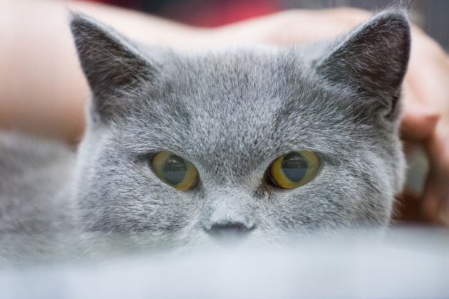 FOTOGALERÍA | 20 de febrero, Día Internacional del Gato.