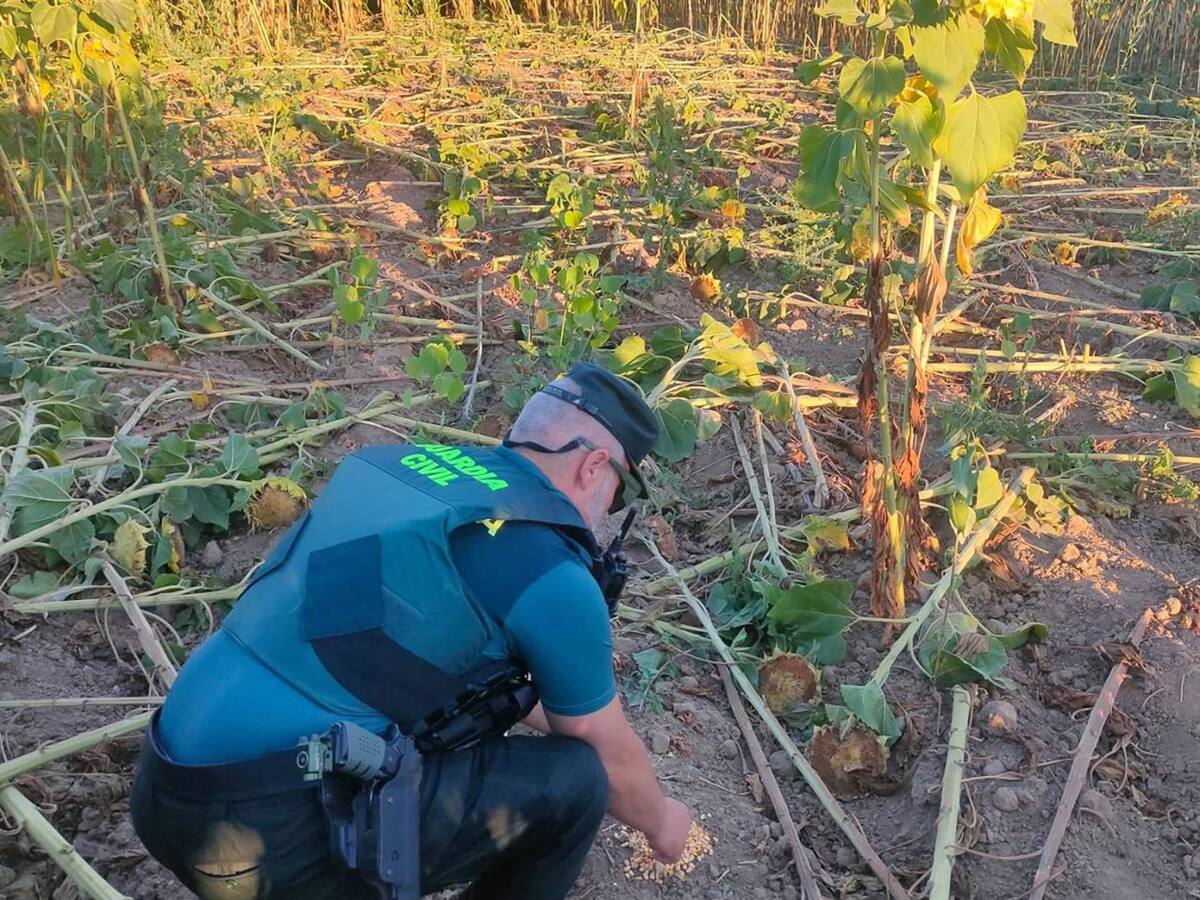 La Guardia Civil investiga a una persona por colocar cebos envenenados para roedores cerca de un arroyo