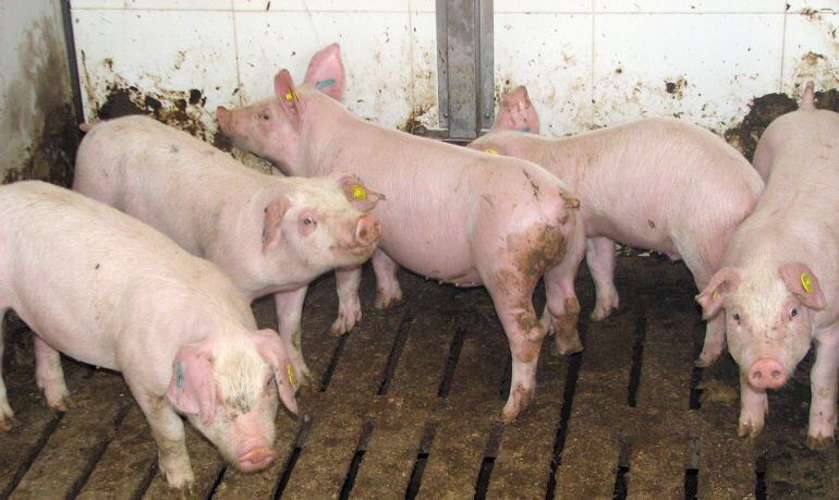 Una granja de porcs. Imatge d'arxiu.