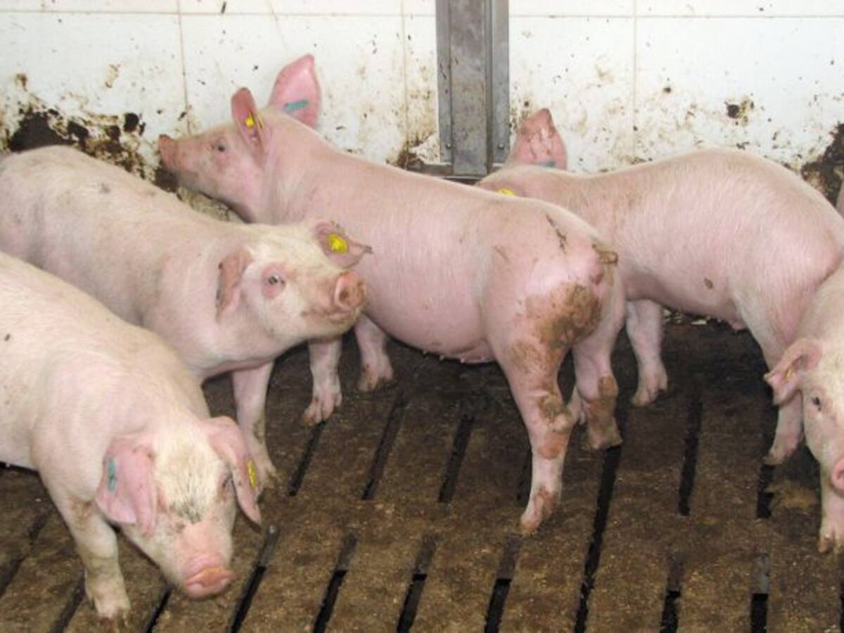 JARC demana que s'analitzin les aigües subterrànies per diferenciar els nitrats d'origen orgànic dels minerals