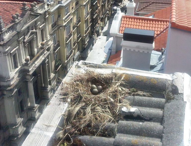 Nido de gaviotas en Santander