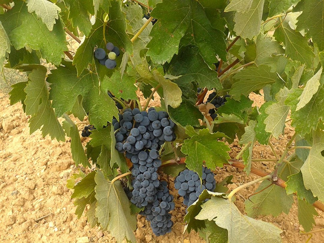 En La Dehesilla se encuentra Pañofino, un viñedo plantado en 1942