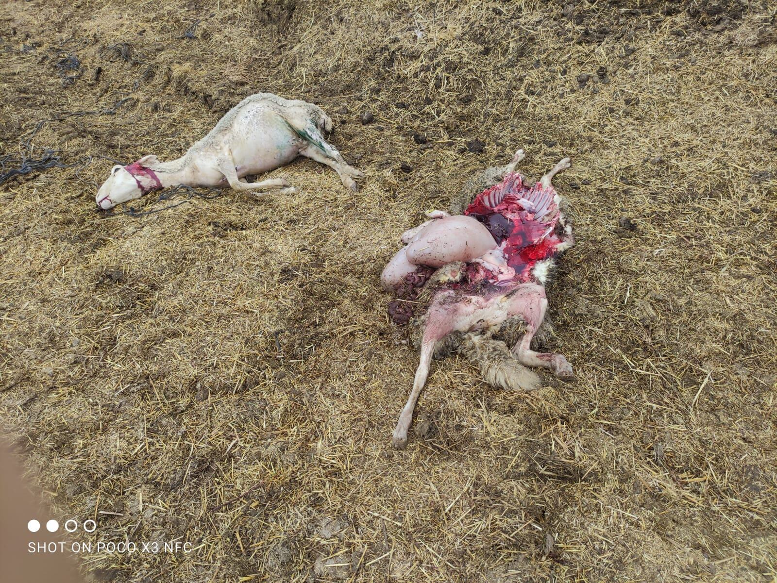 Oveja muerta por el ataque de un animal, presuntamente un lobo