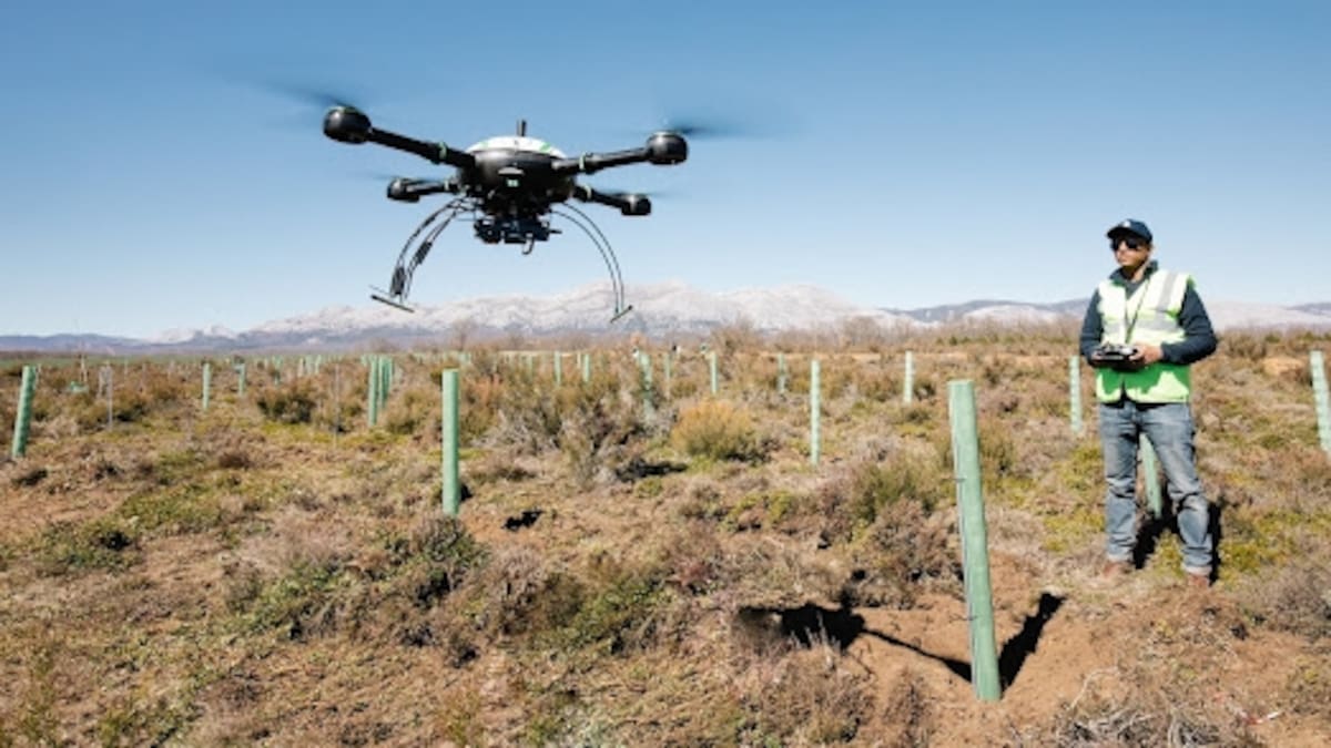 Ecología: Bosques resilentes a incendios forestales.