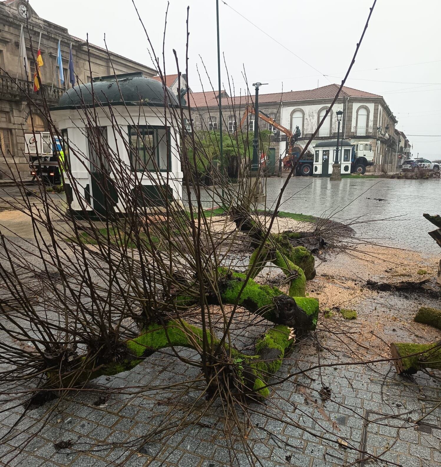 Tilos talados en la Plaza de la Inmaculada de Tui