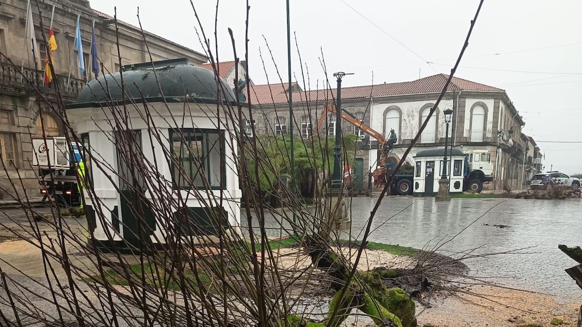 La oposición de Tui culpa al gobierno local de los daños en los tilos de la Plaza de la Inmaculada