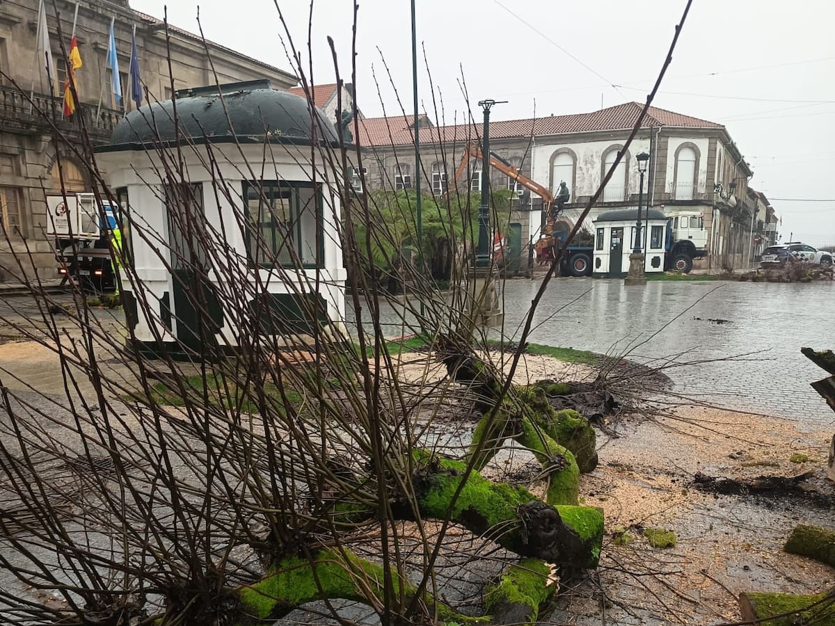 La oposición de Tui culpa al gobierno local de los daños en los tilos de la Plaza de la Inmaculada