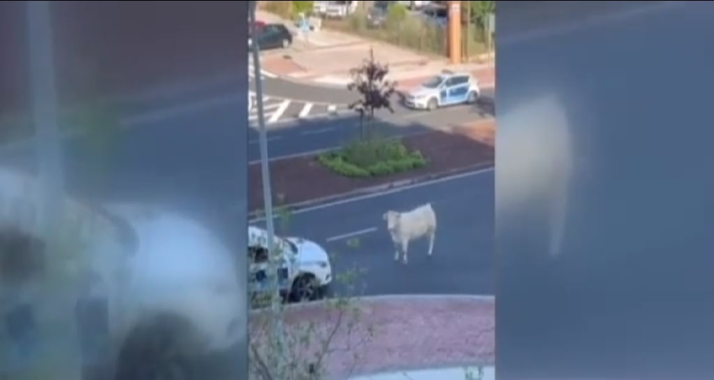 Vaca en el Polígono de Toledo