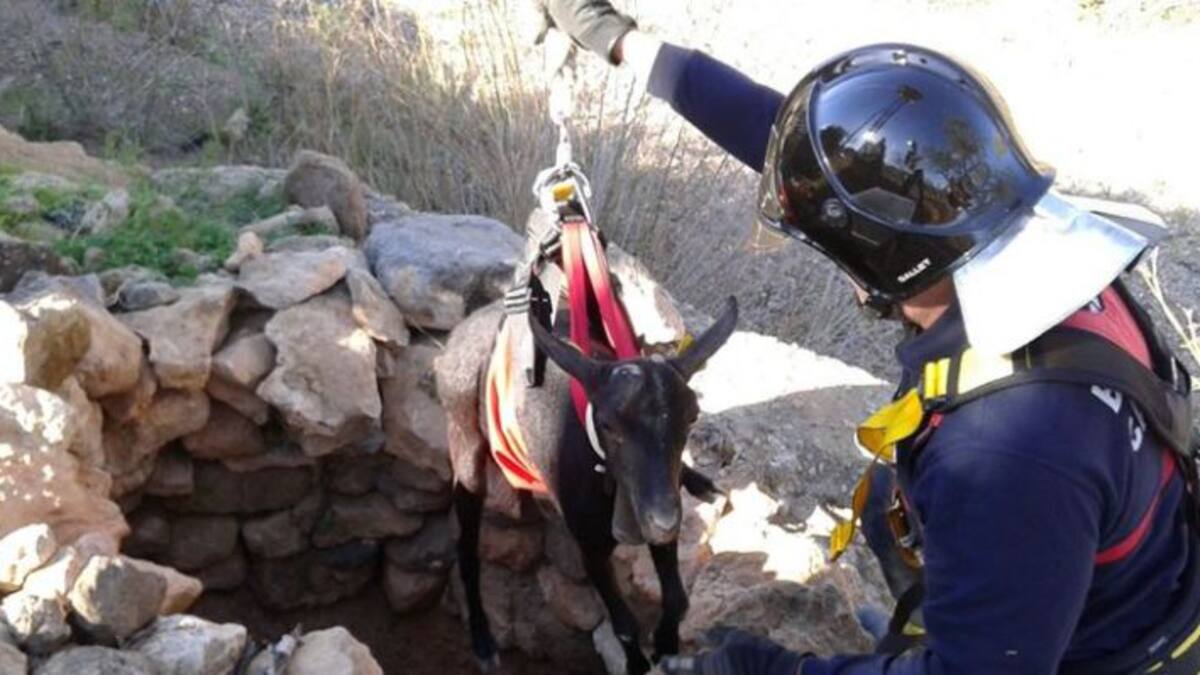 Rescatan a una cabra de un pozo