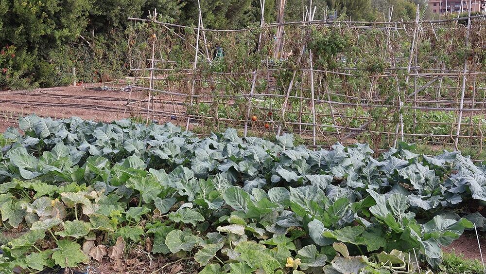 Las parcelas, de unos 80 metros cuadrados, se concederán por un periodo inicial de dos años prorrogables