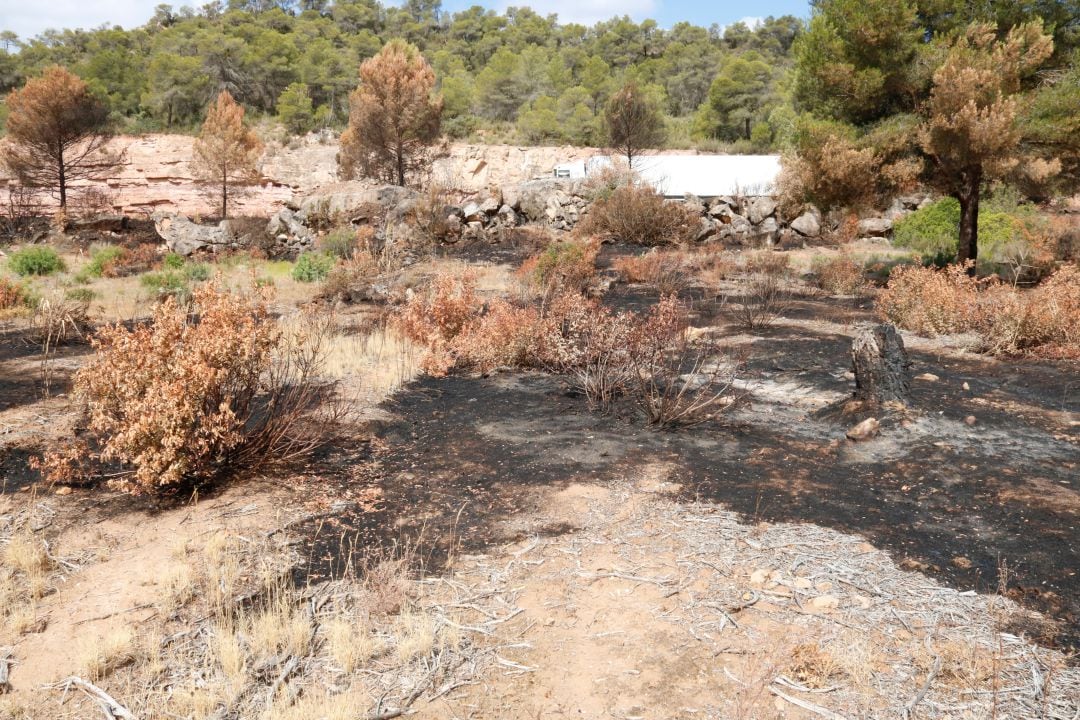 Zona afectada per l&#039;incendi de fa dos mesos. 