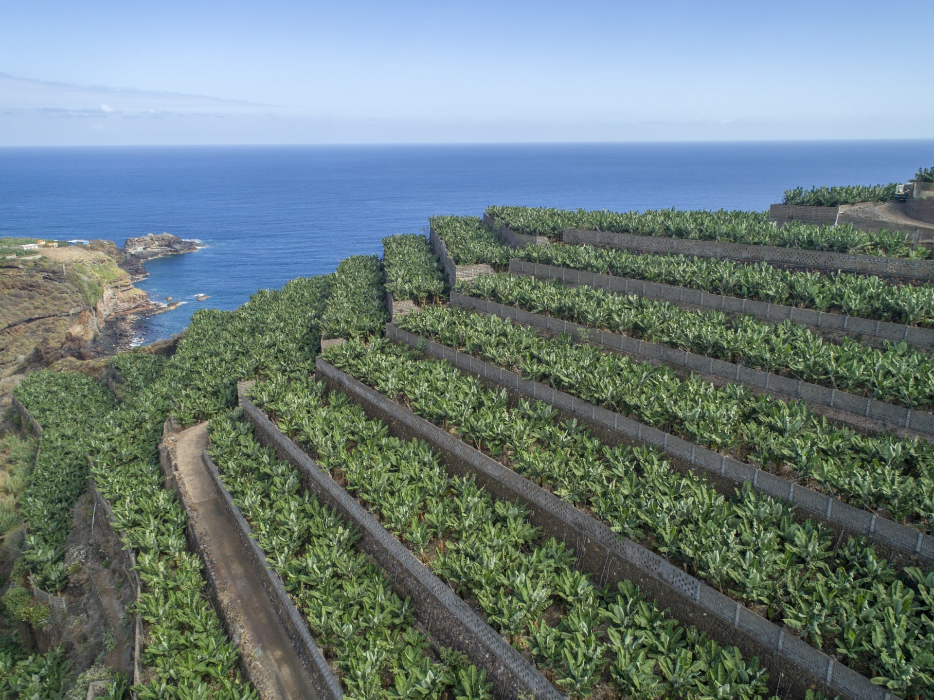 Plataneras en Canarias