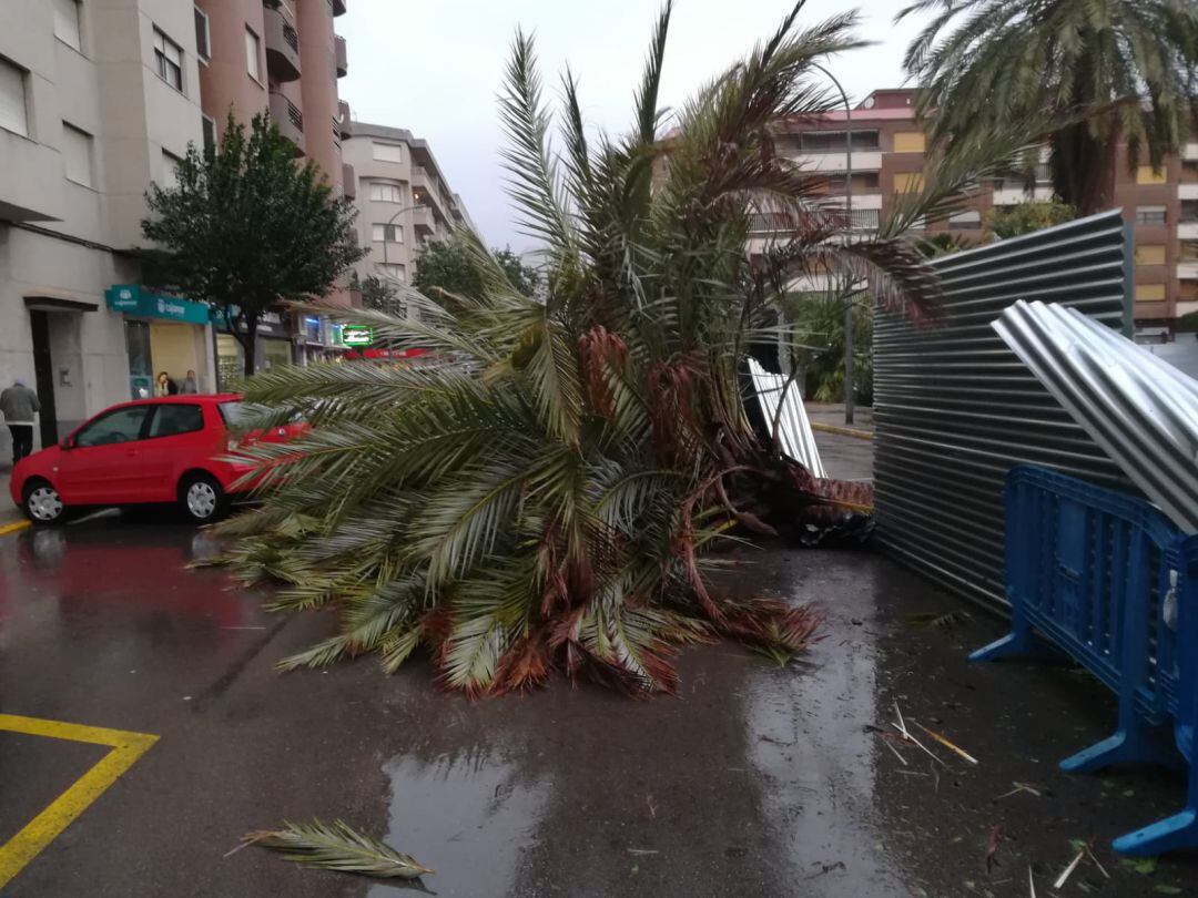 Palmera caída en el centro de la ciudad de Gandia
