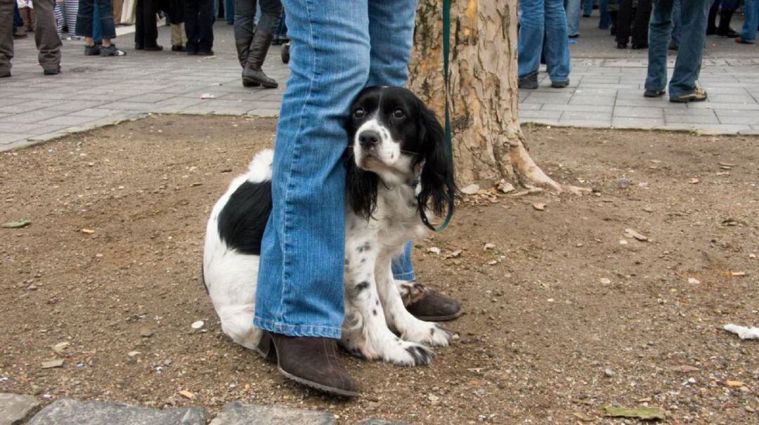 El cuidado de nuestros animales es muy relevante