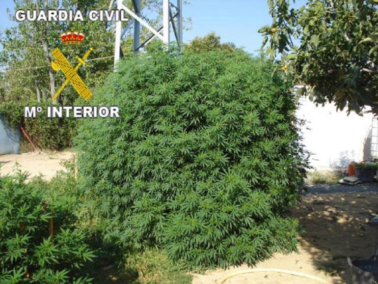 Foto de archivo de una plantación de marihuana.