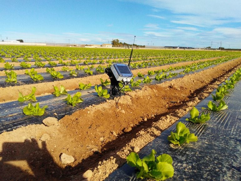 Un cultivo moniterizado por un sensor que informa de las variables tanto de la planta como de la tierra