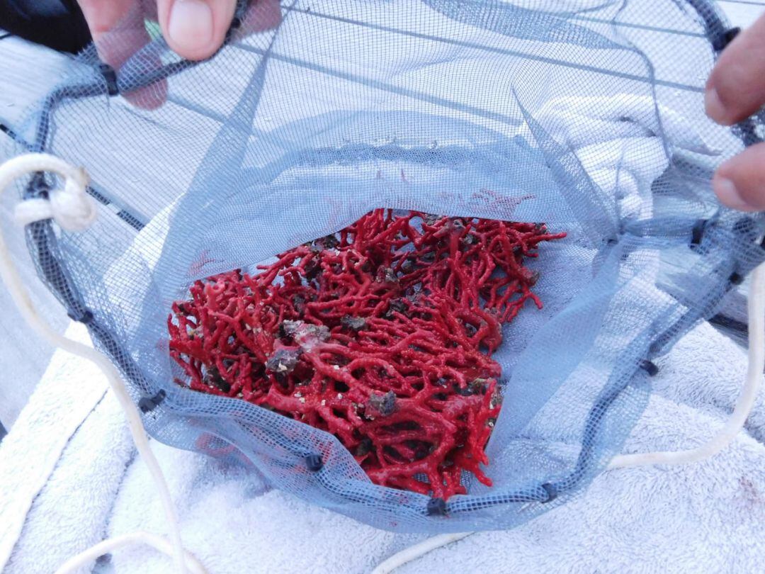 Li van comissar prop d'un quilo de corall vermell