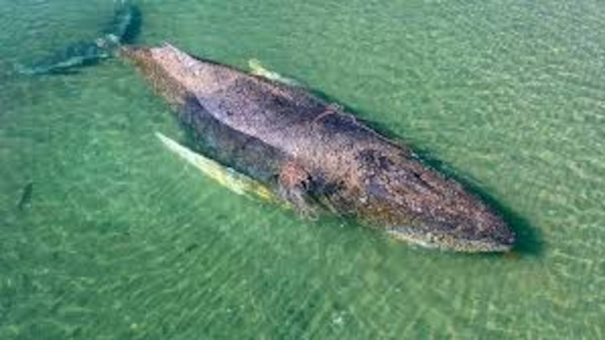 La historia de Timmy y las causas que pueden hacer varar a una ballena jorobada