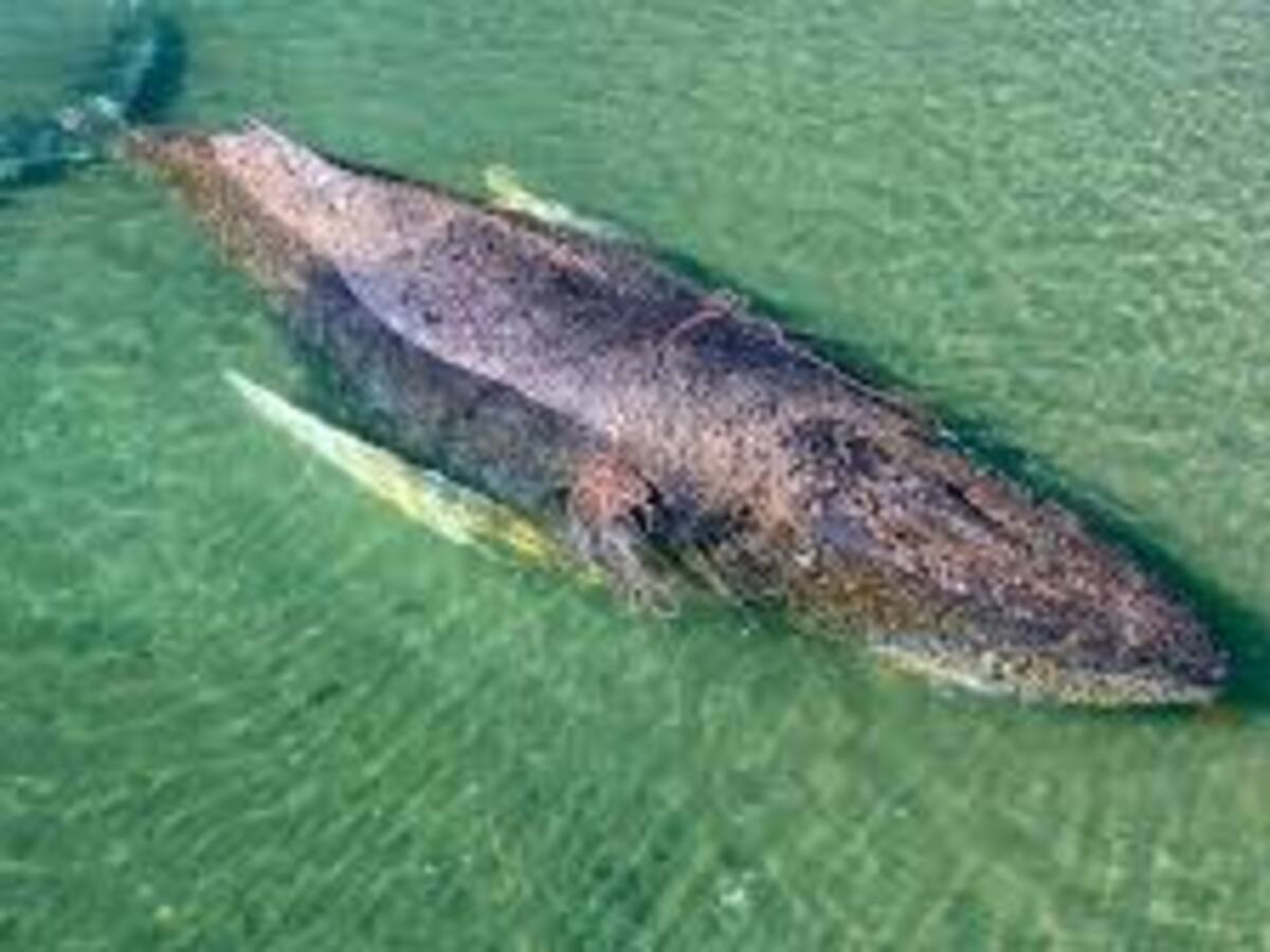 La historia de Timmy y las causas que pueden hacer varar a una ballena jorobada