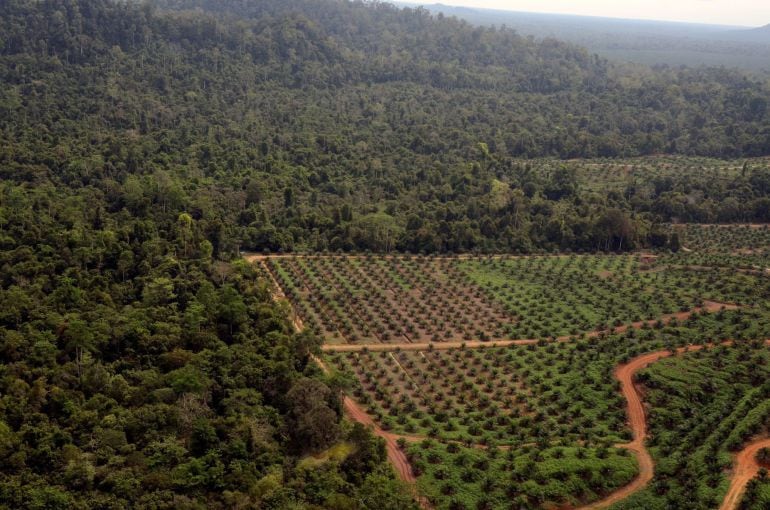 Un informe divulgado hoy por la UICN advierte del grave impacto ecológico del cultivo de plama para producir aceite.