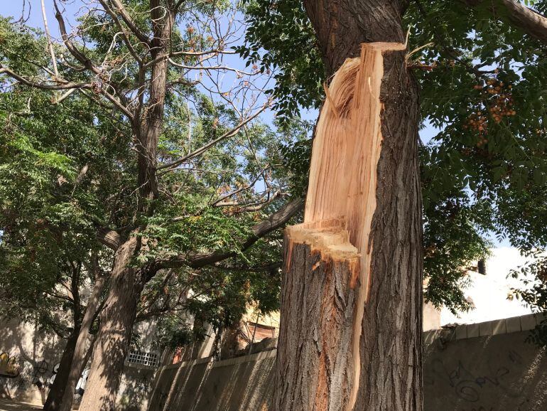 Esta mañana se ha producido la caída de una rama de un árbol en la calle San Agustín de Elda