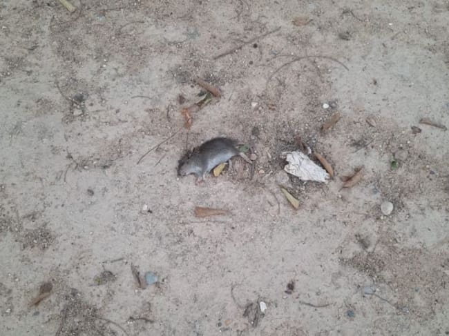 Una rata de grandes dimensiones hallada en un parque infantil