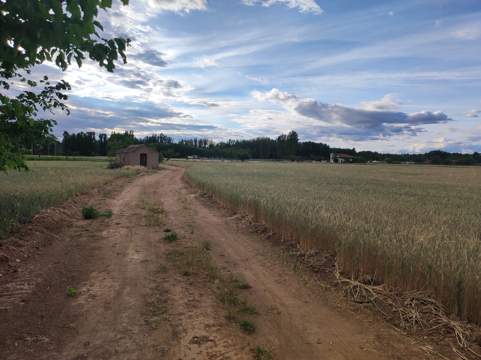 Caminos rurales en El Burgo de Osma