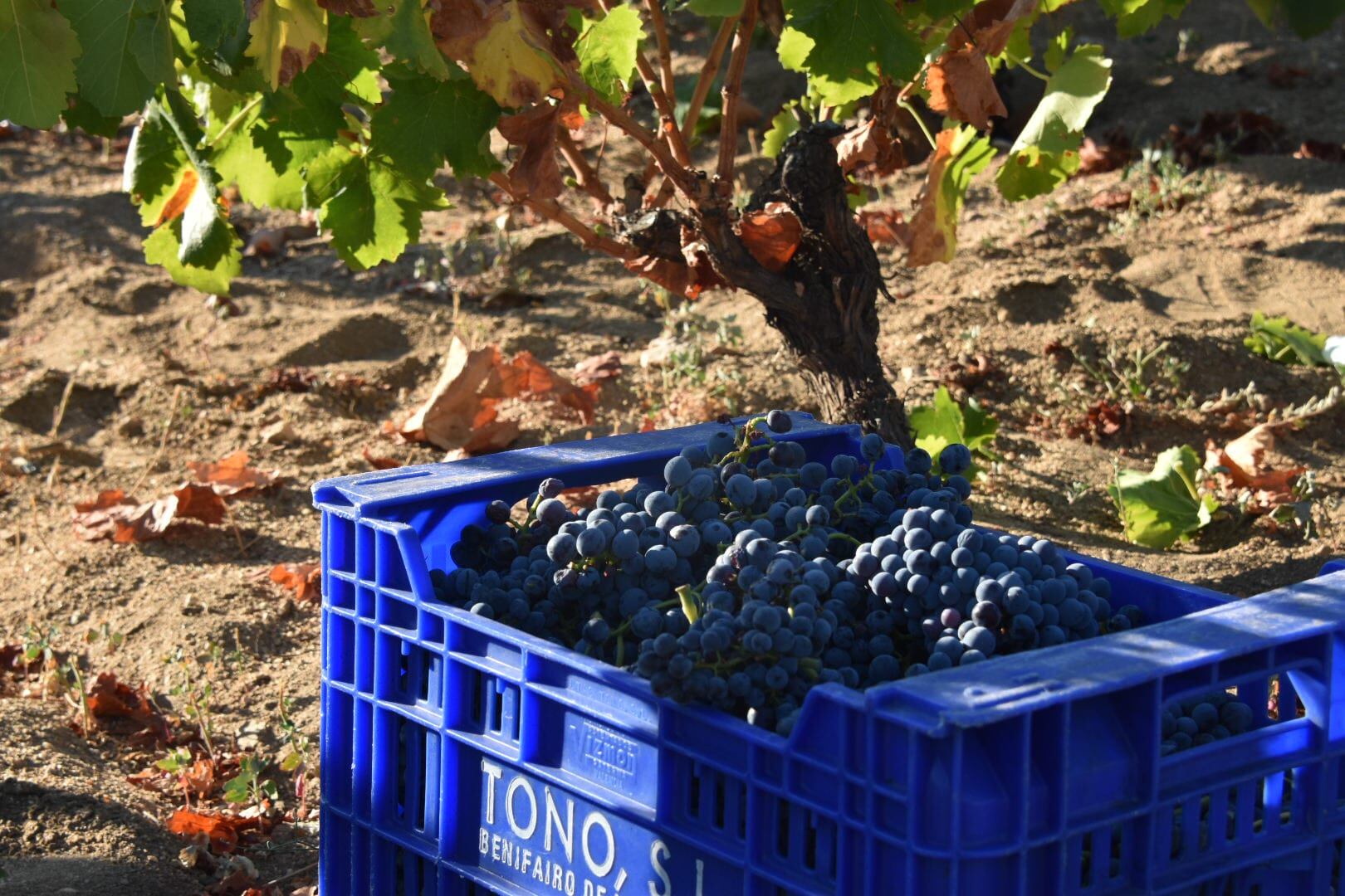 Vendimia de Uva Garnacha./DOP Cebreros