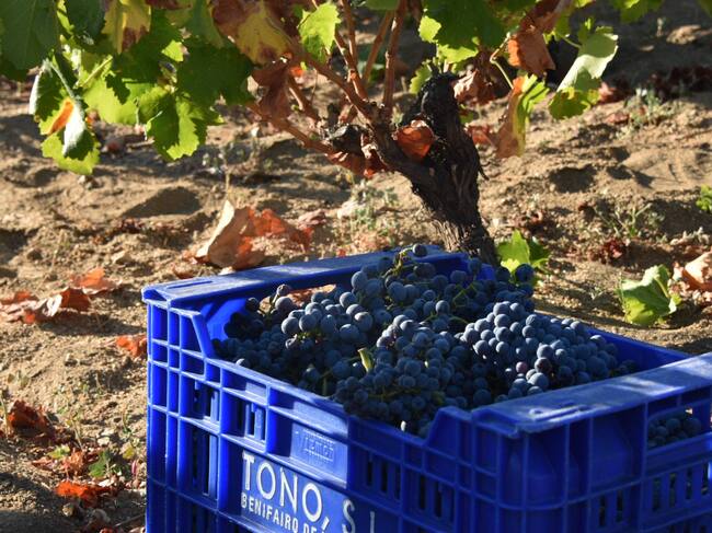 Vendimia de Uva Garnacha./DOP Cebreros