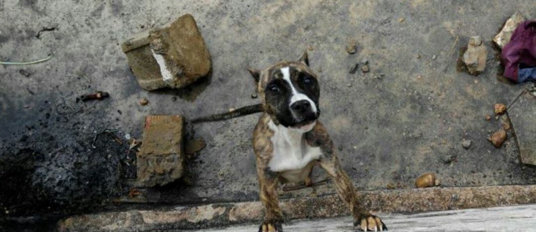 Imagen de archivo de un perro abandonado