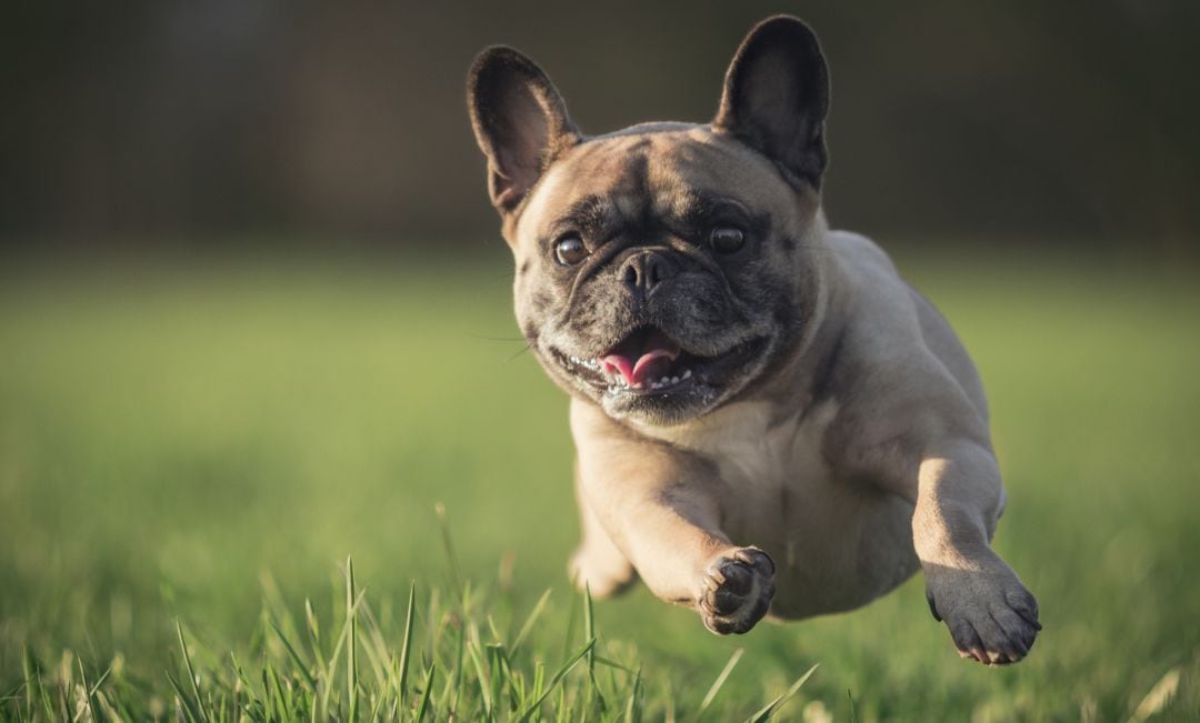 Un carlino corriendo por el parque.