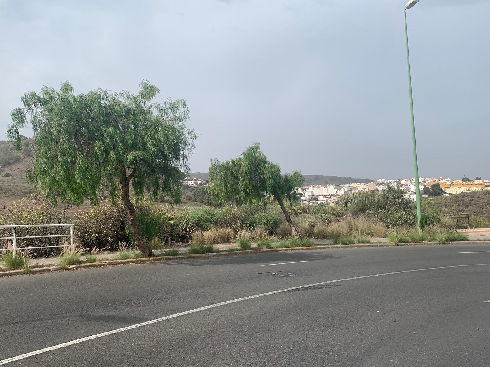 El rabo de gato se ha convertido en un elemento más del paisaje