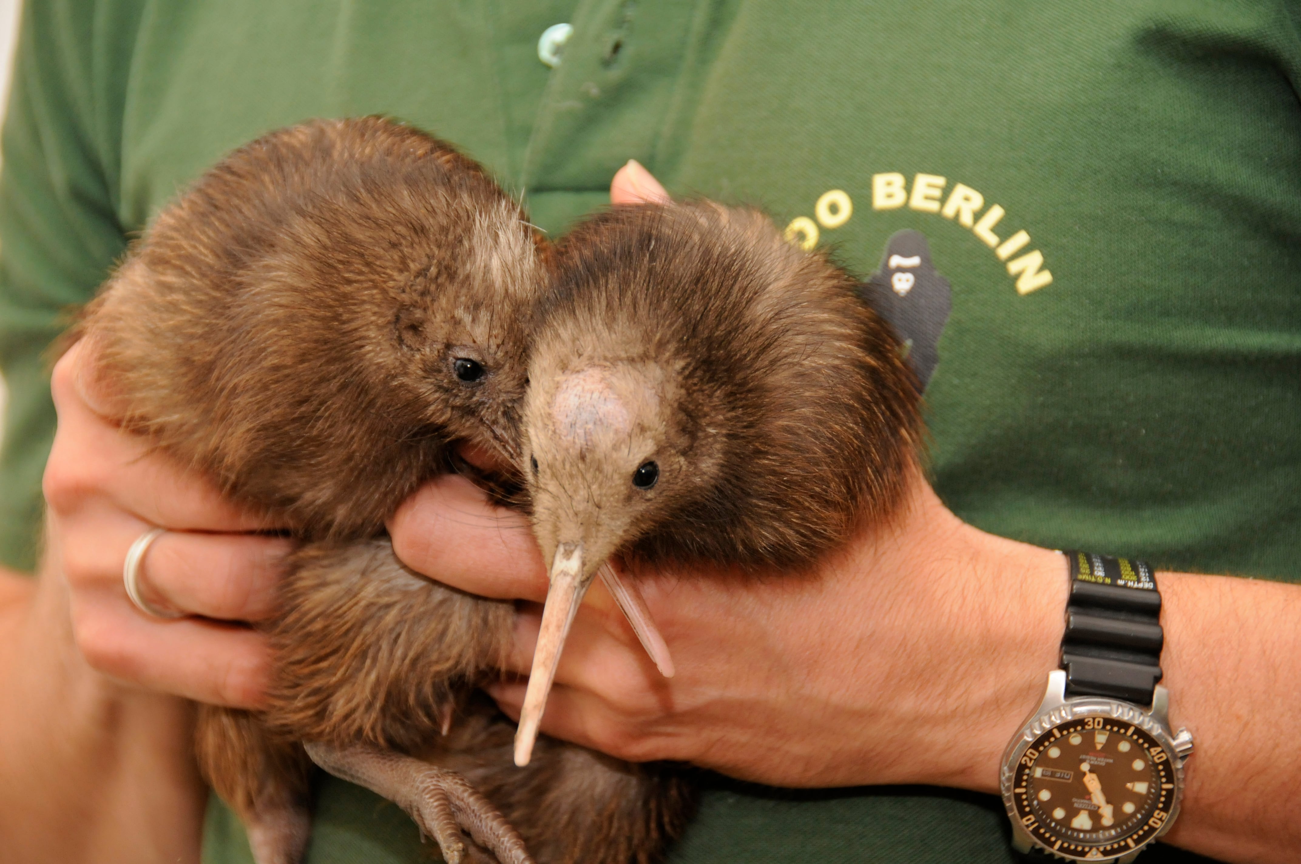Kiwis del zoo de Berlín