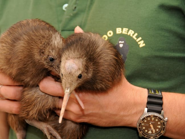Kiwis del zoo de Berlín
