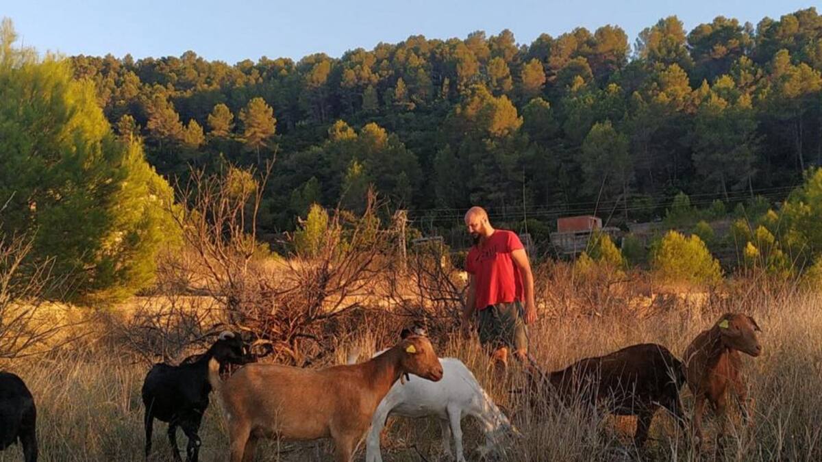 El primer rebaño para evitar incendios forestales en la Safor