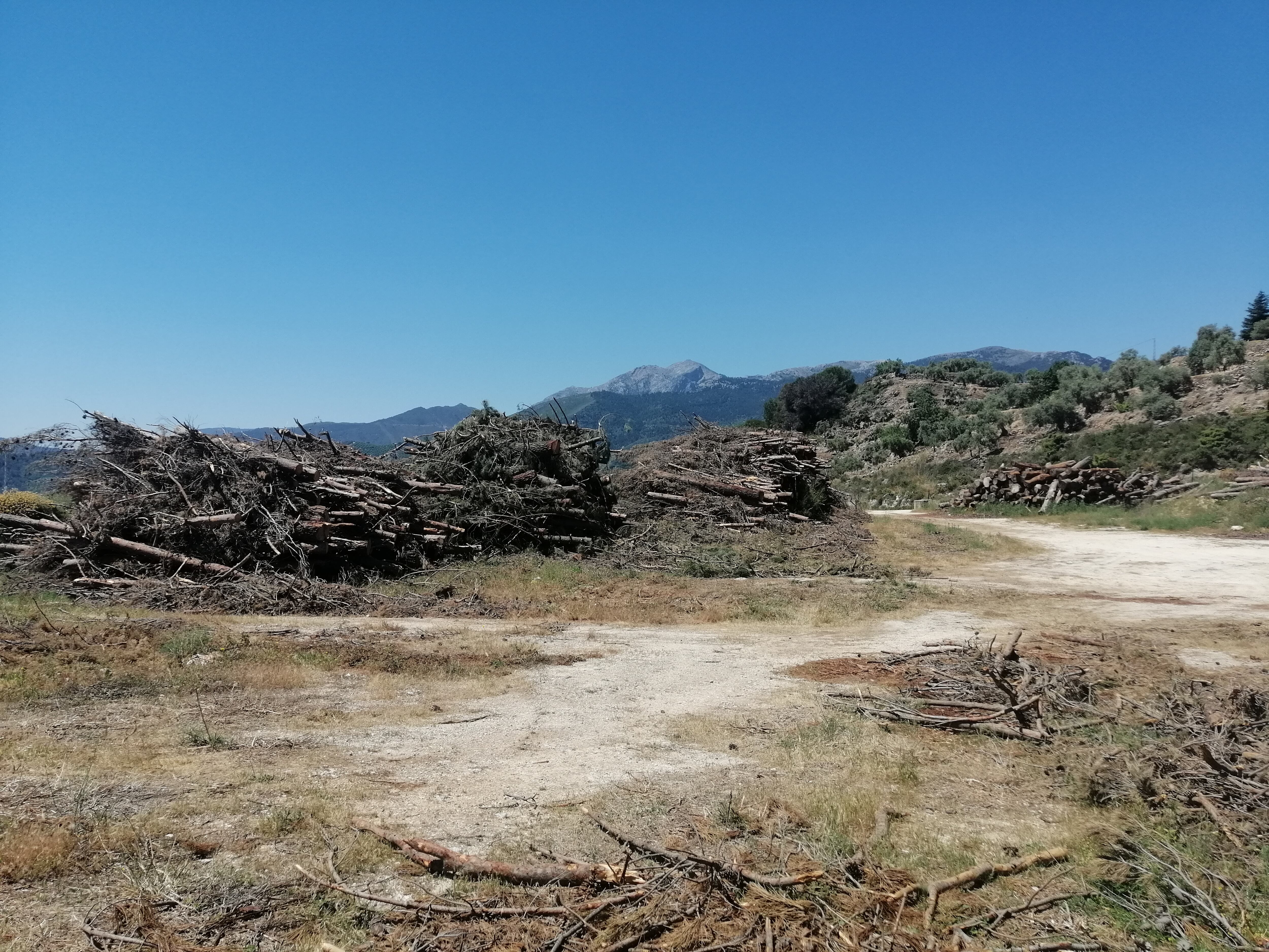 Extracción de madera