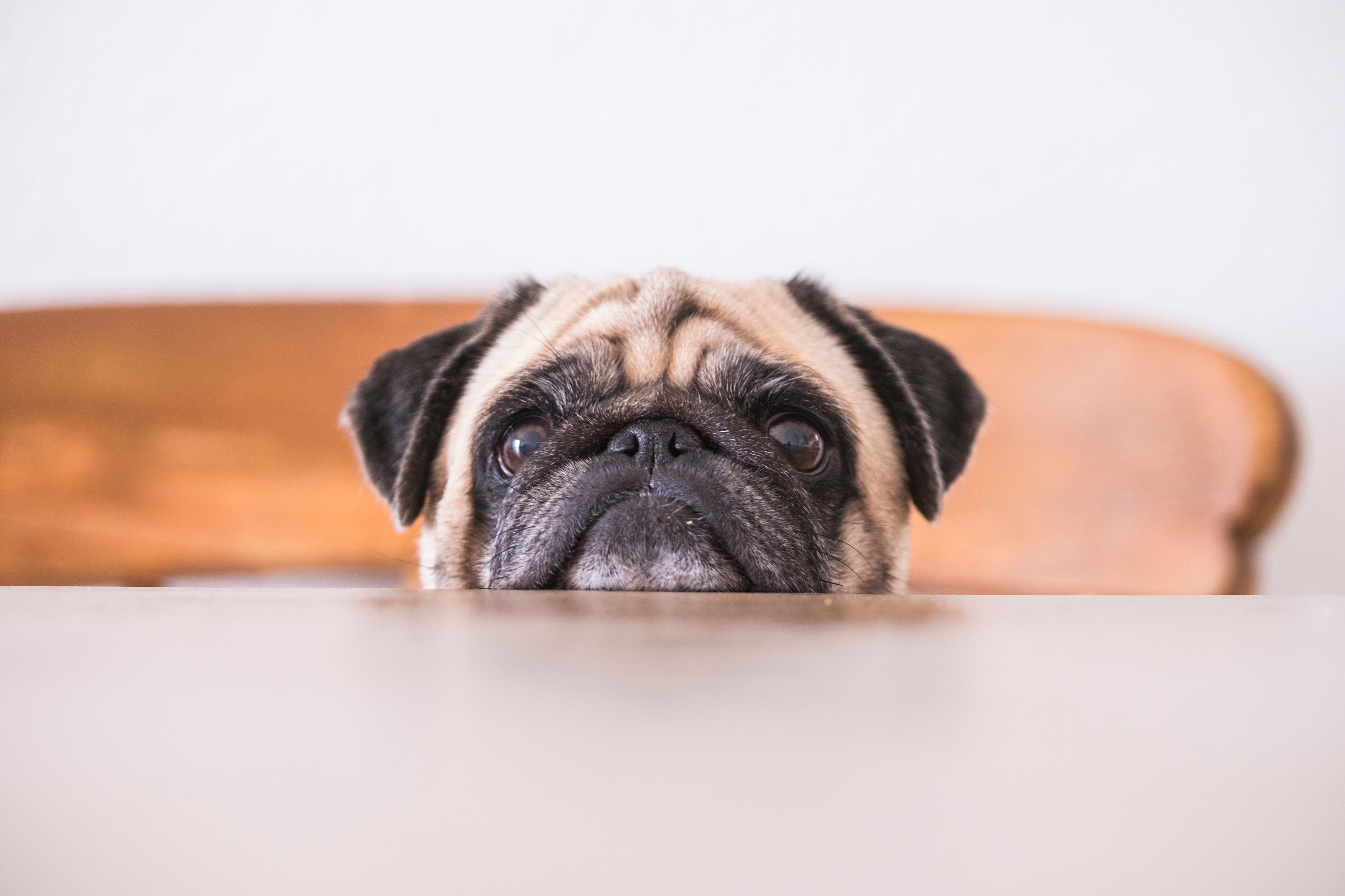 Un perro sobre una mesa.