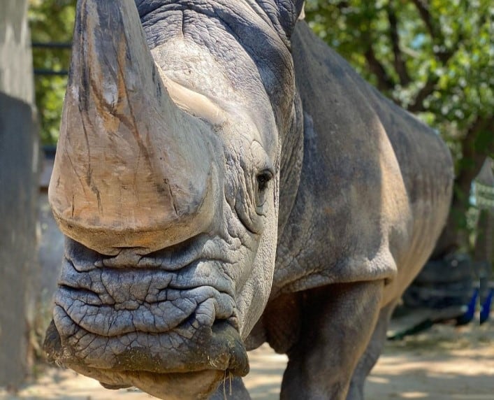 Pedro, el rinoceronte más longevo de Europa que ha fallecido este lunes. / Zoo de Barcelona