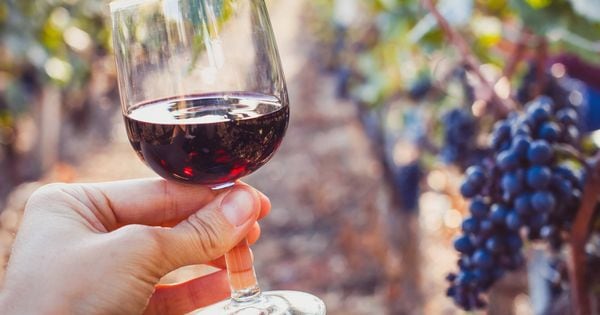 Francia es el primer país de Europa donde se puede etiquetar este tipo de vinos como &quot;vinos de método natural&quot;