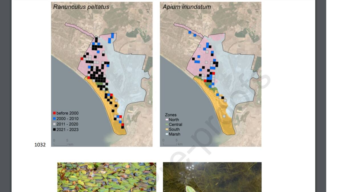 Carmen Díaz Paniagua - estudio plantas acuáticas - pérdida de agua