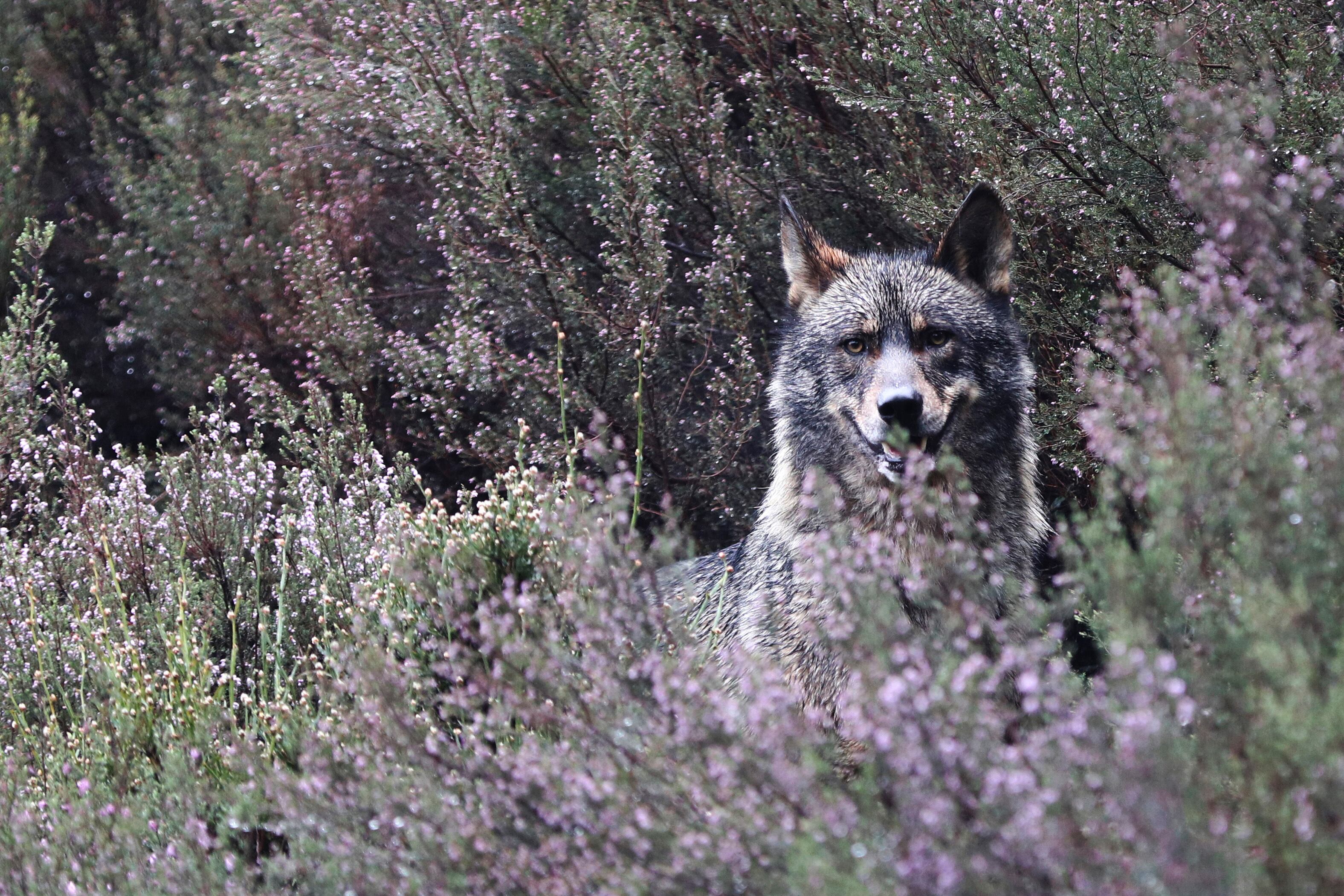 ROBLEDO (ZAMORA), 06/04/2025.- La cría de lobos en semilibertad y la muestra de su modo de vida es lo que intentan en el centro del lobo de Robledo (Zamora) para lavar la imagen de un animal que ha estado en el punto de mira de los ganaderos y que ha sido centro de la polémica política a causa de su inclusión y salida del listado de especies de protección especial. EFE/Mariam A. Montesinos
